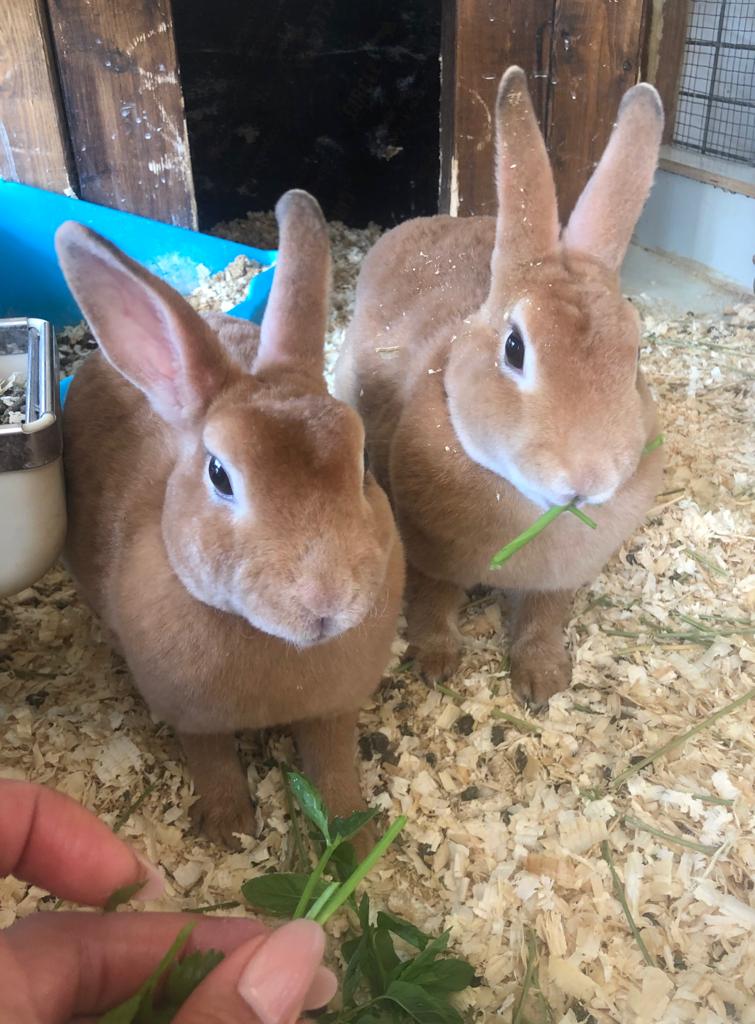 כפר הארנבונים.jpg