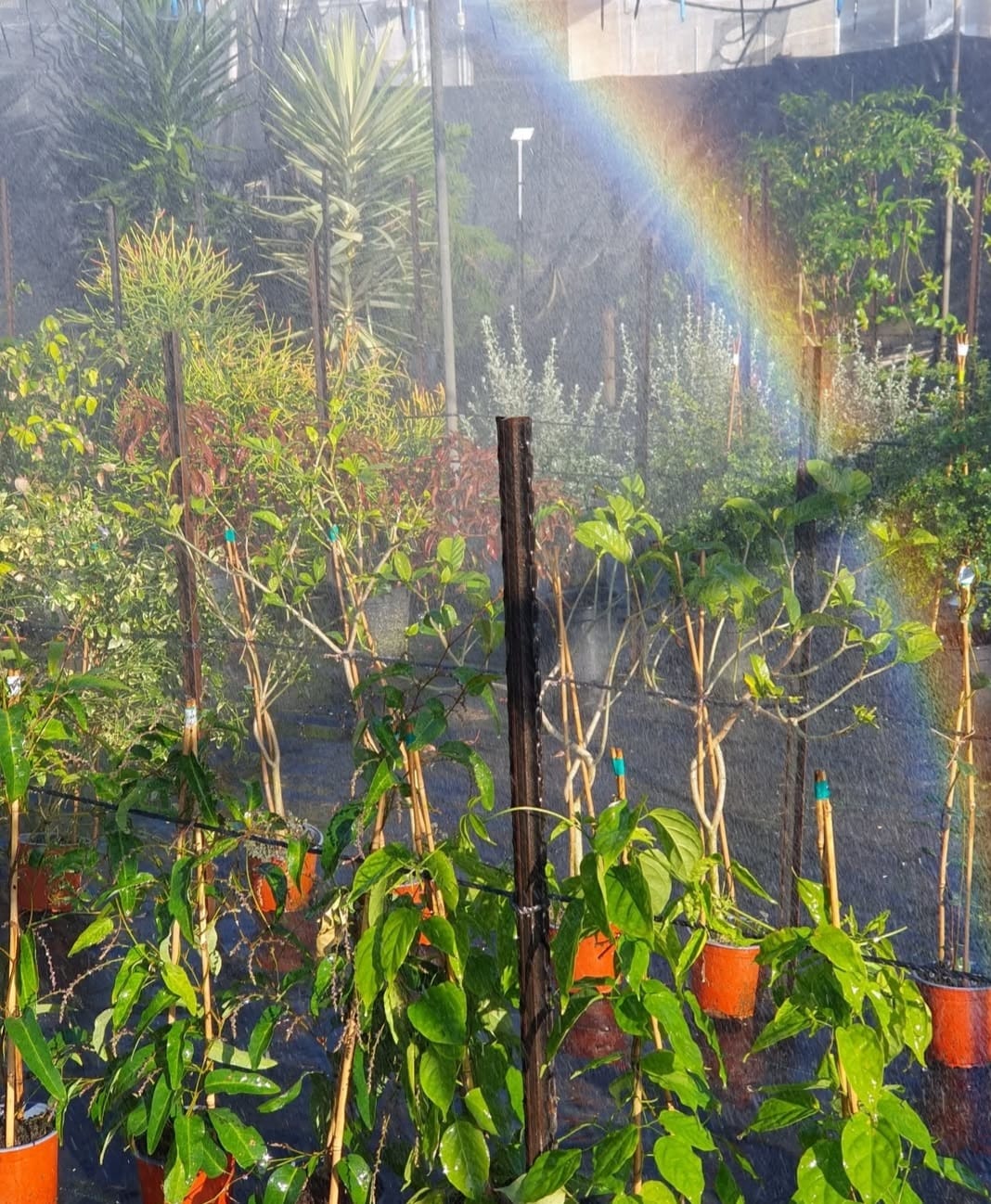 משתלת שמיר.jpg
