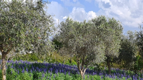 בית בד גלילי
