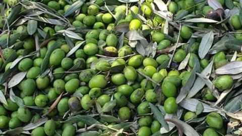 בית בד גלילי