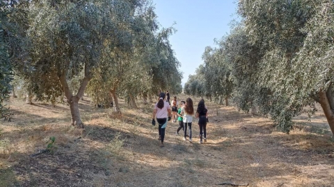 משק רויניק
